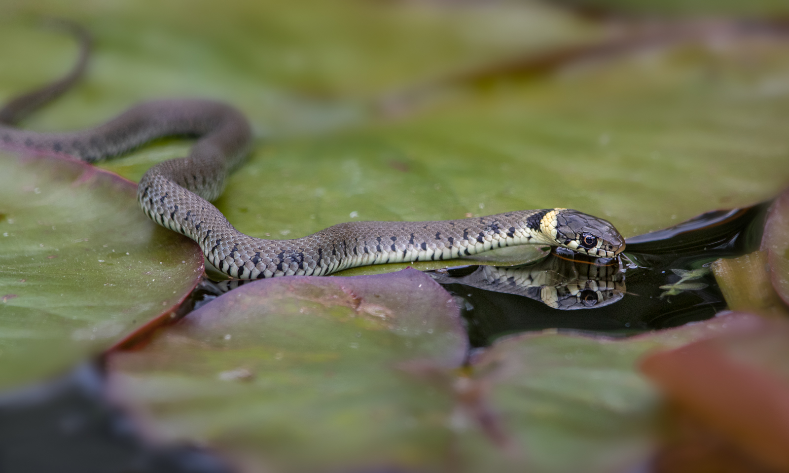 Grass Snake Drinking