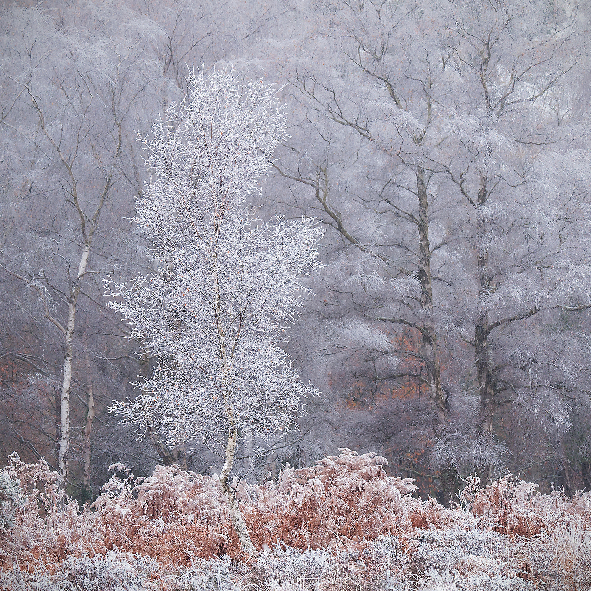 1st Place – Frosty Silver Birch by Roger Creber