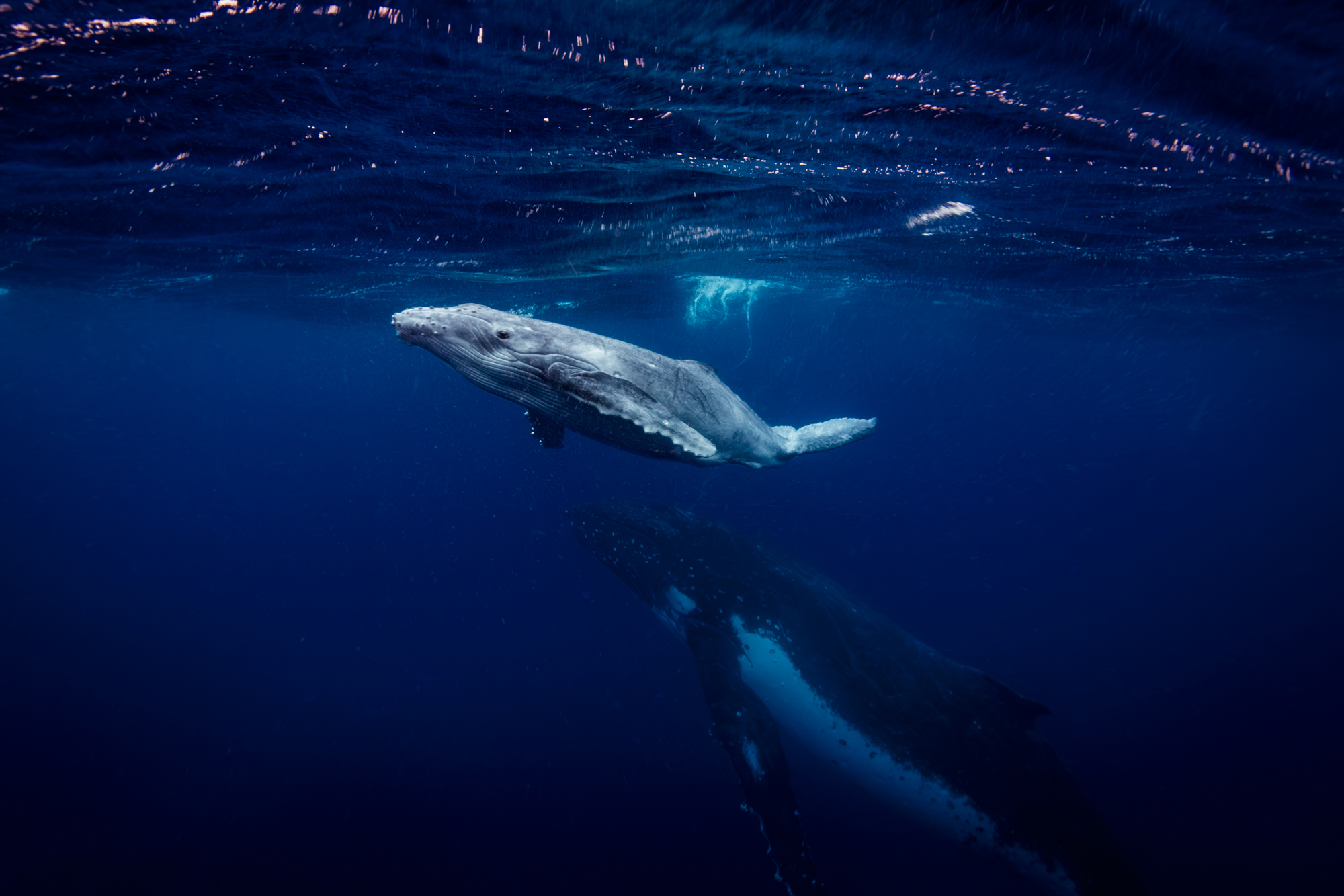 5560429 Victoria Stokes Arps What Remains 2 3