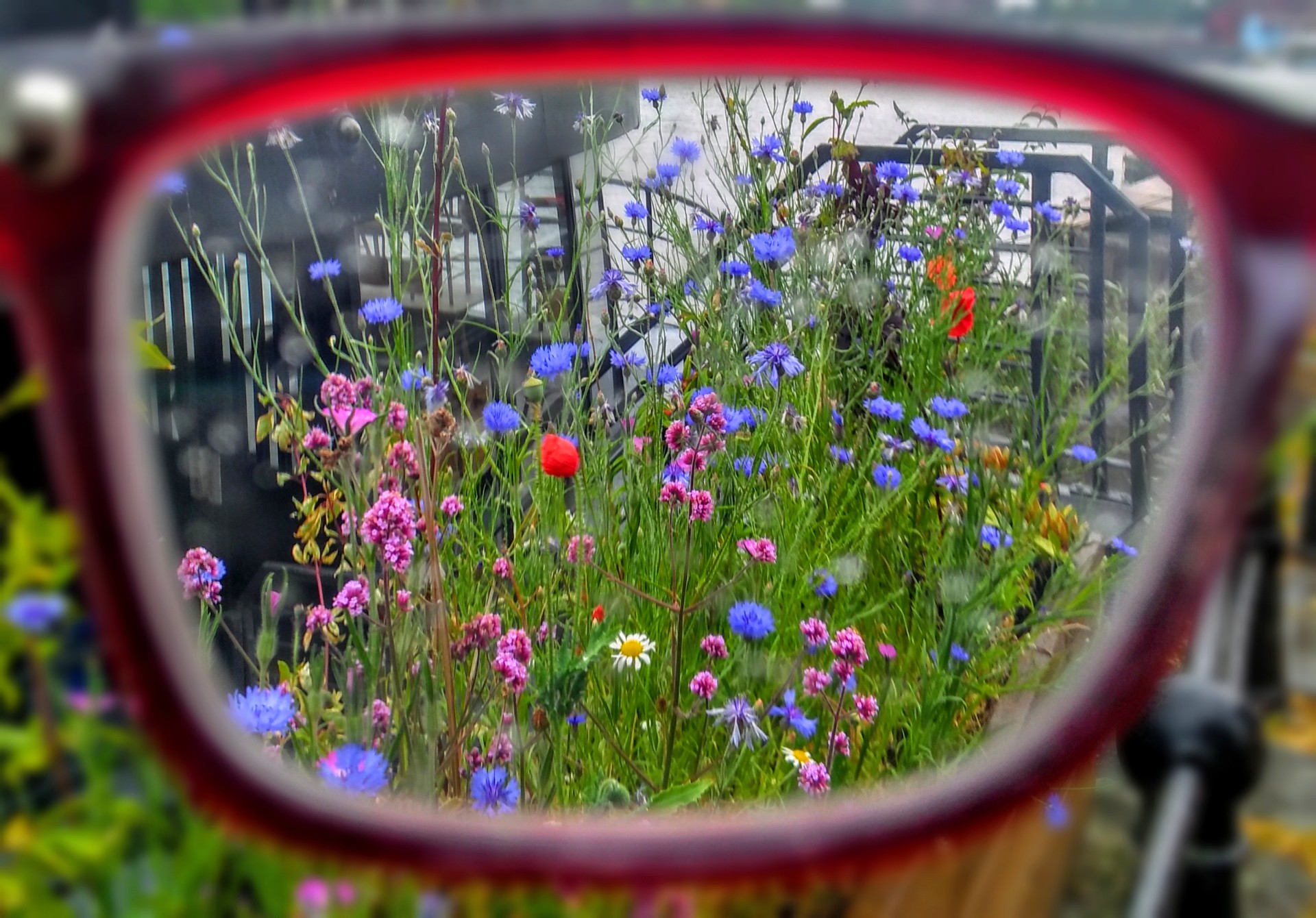 Martha, Flowers through the lens