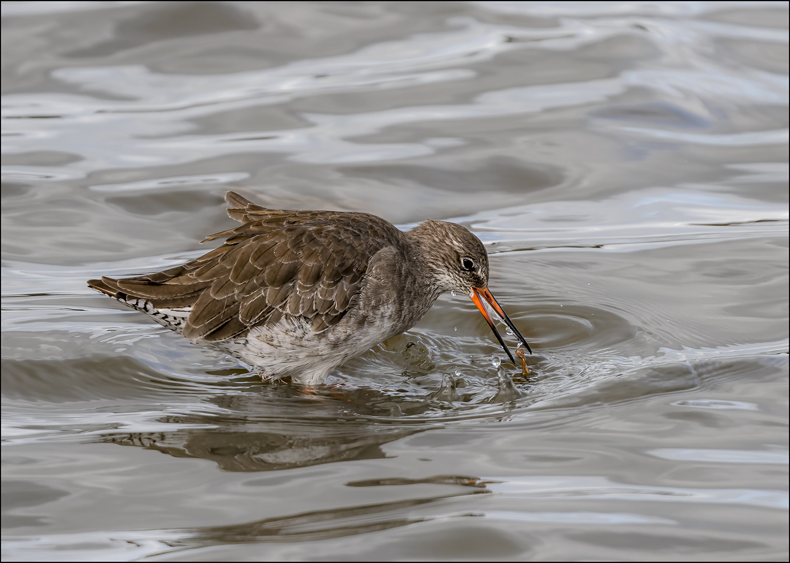 Redshank Feeding by Lesley Simpson ARPS