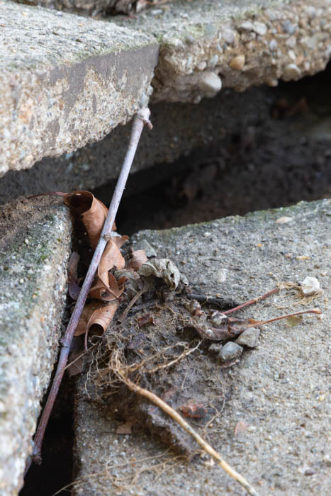 Katherine Maguire Ugly 21