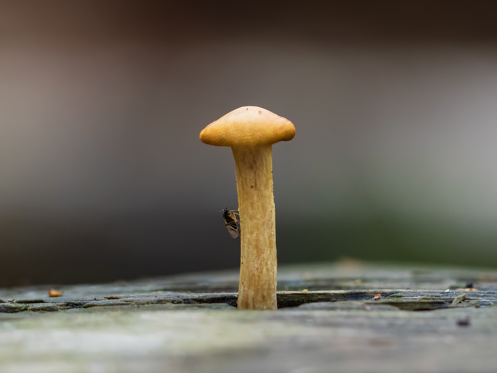 Mike 2O4A9957 Edit Edit