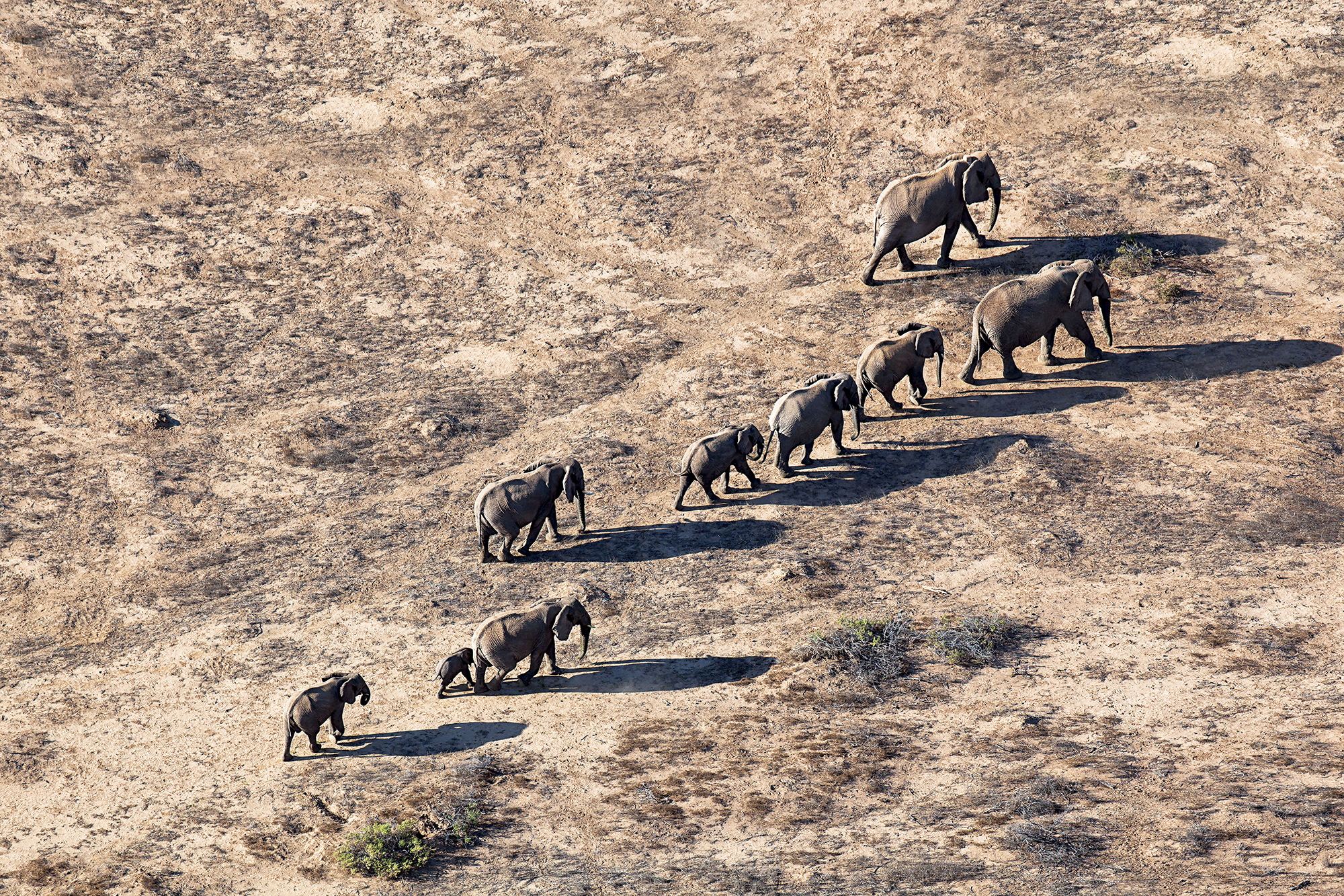 Wandering The Red Dust Plains Of Damaraland, Namibia, Herds Of Desert Adapted Elephant Manage To Find Water Under The Burning Sands, Sinking Wells With Heel And Trunk