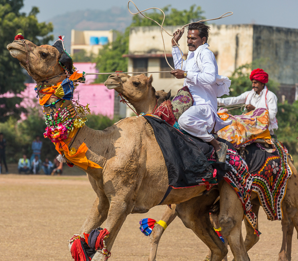 The Camel Race