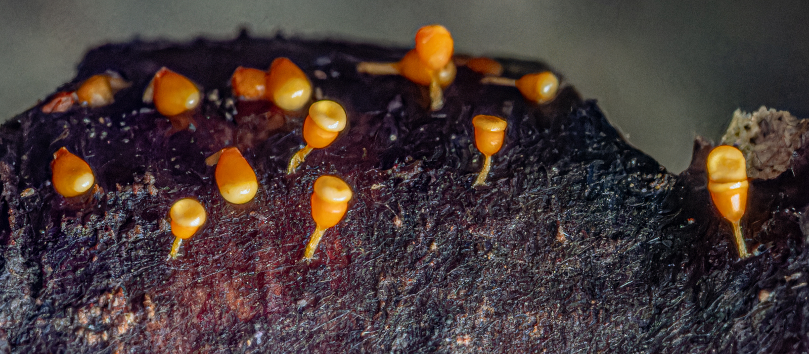 Sandy Slime Moulds 11