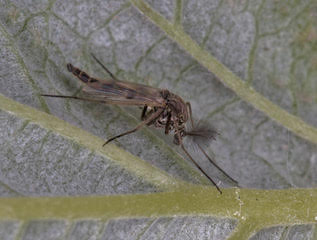 Chironomous Plumosus By Dave Belton