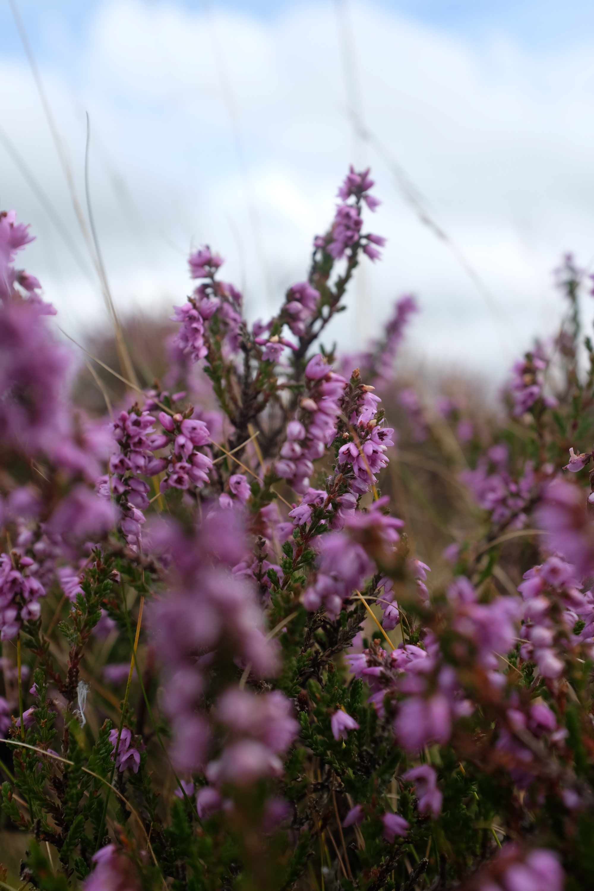 5570295 Nicola Pass The Wild Carries Me