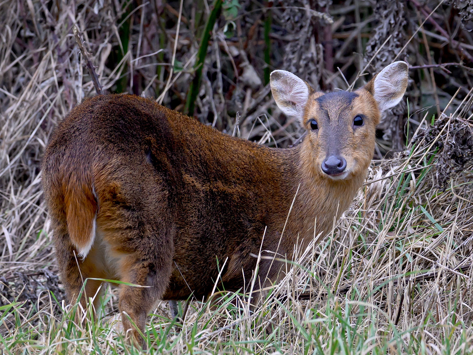 Muntjac By John Kirkelionis