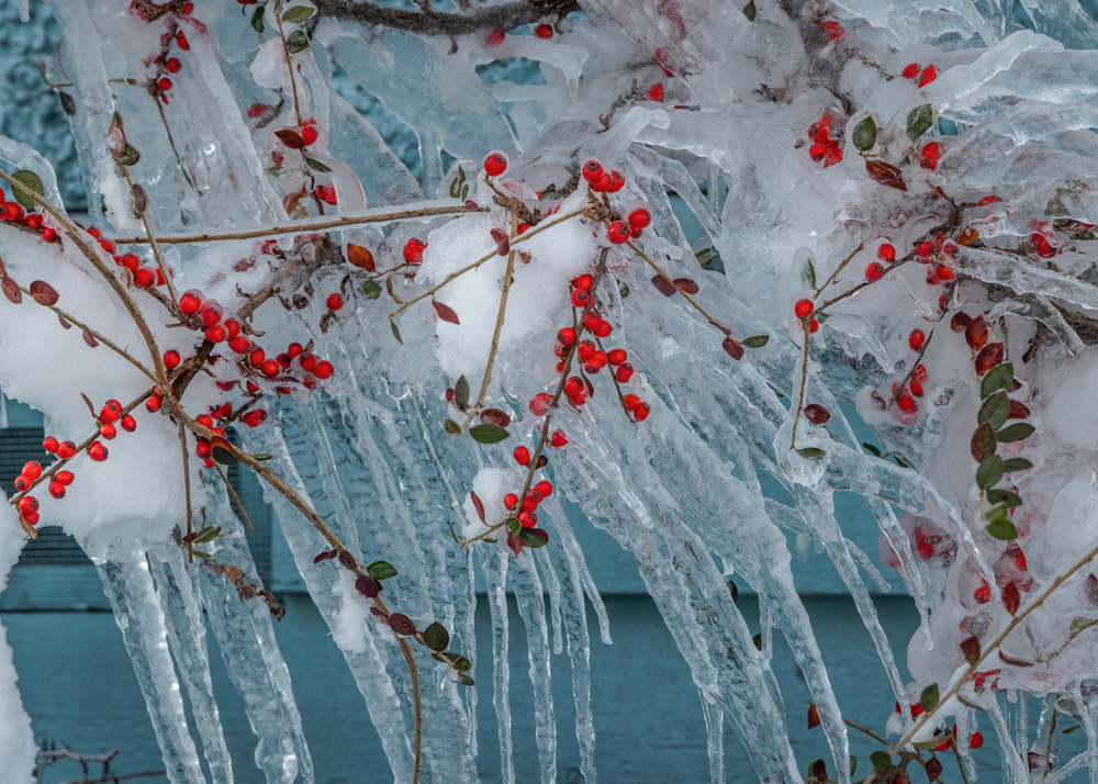 Rachel Nixon RPS Advent 3