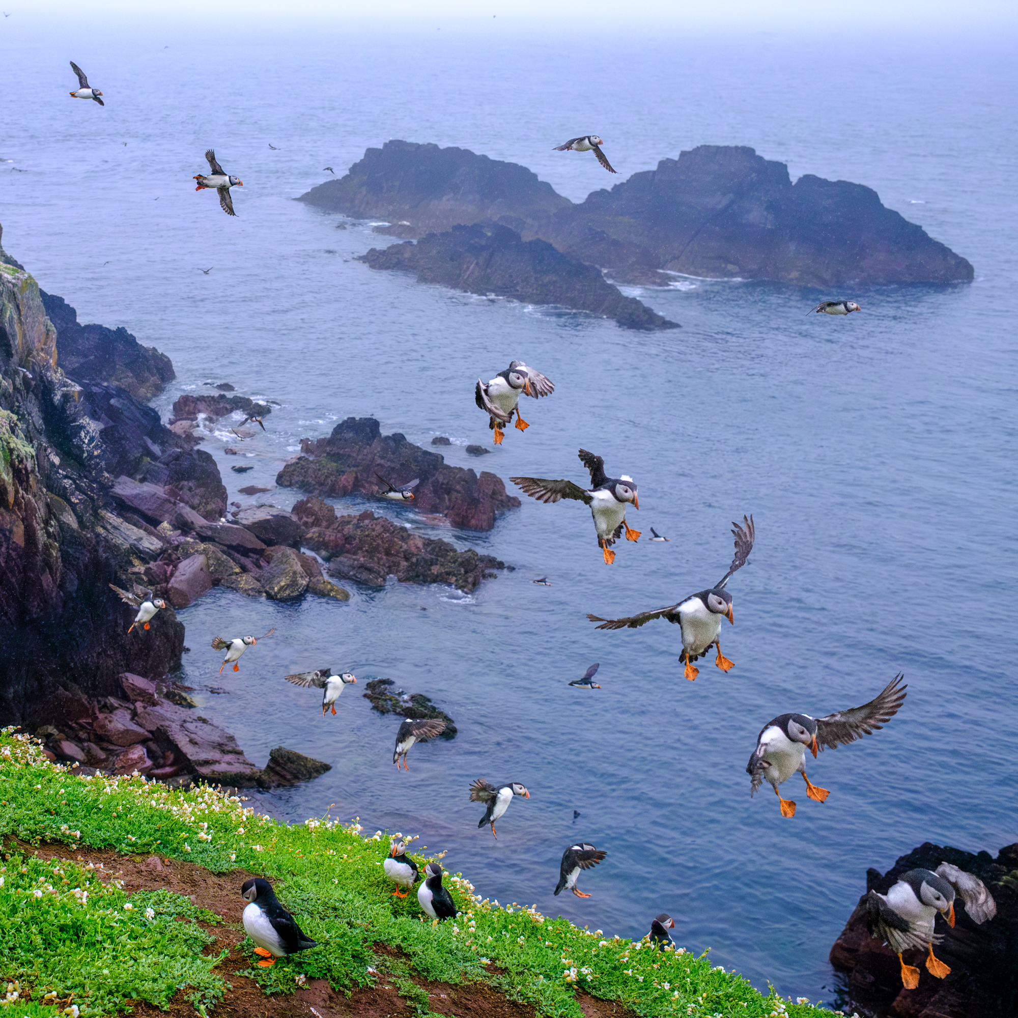 4206273 Richard Draper 14 Lundy Kilmuckridge Across To Trefasser Down To Lands End Puffins Landing On Skokholm