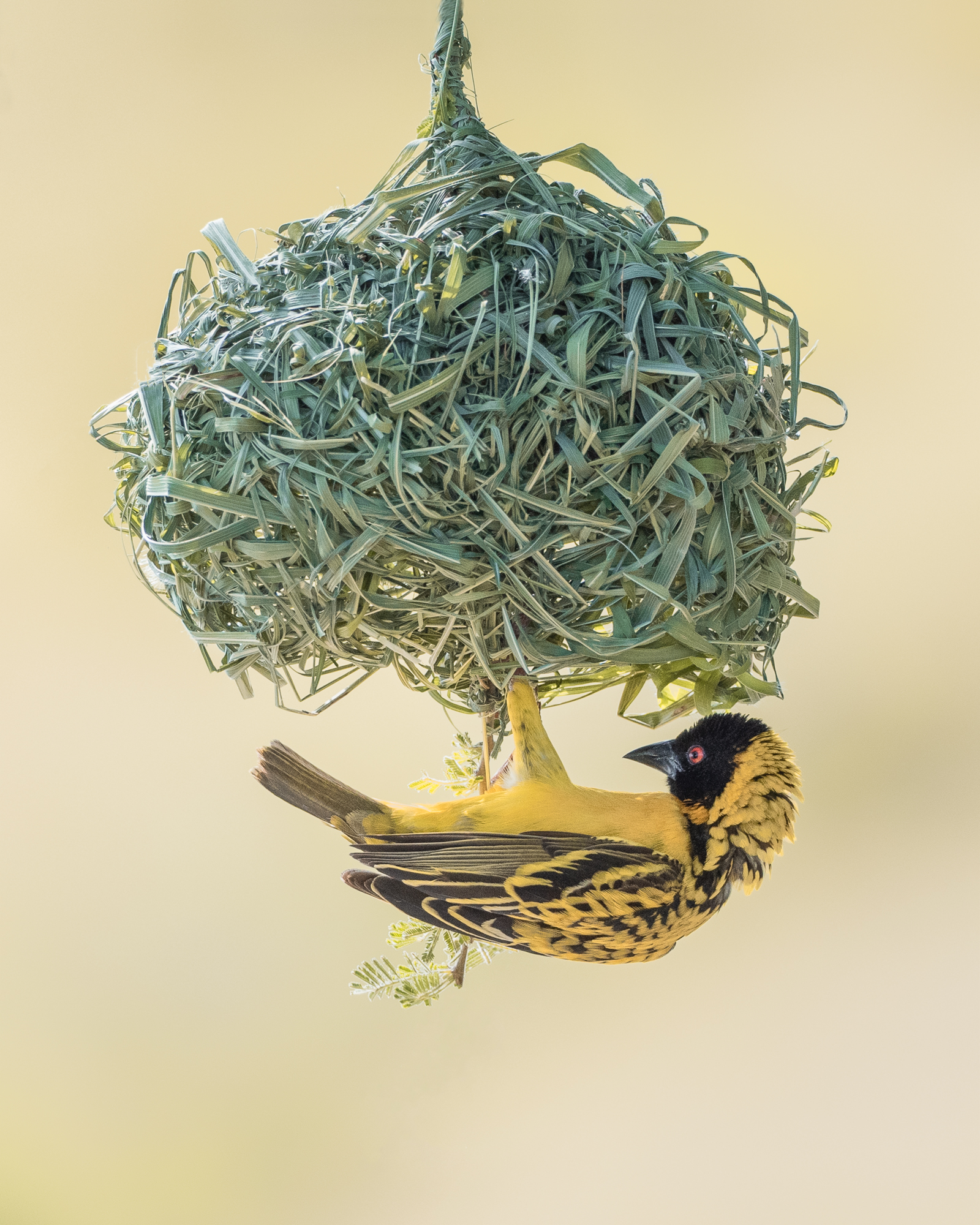 Yvonne Green LRPS Print 08