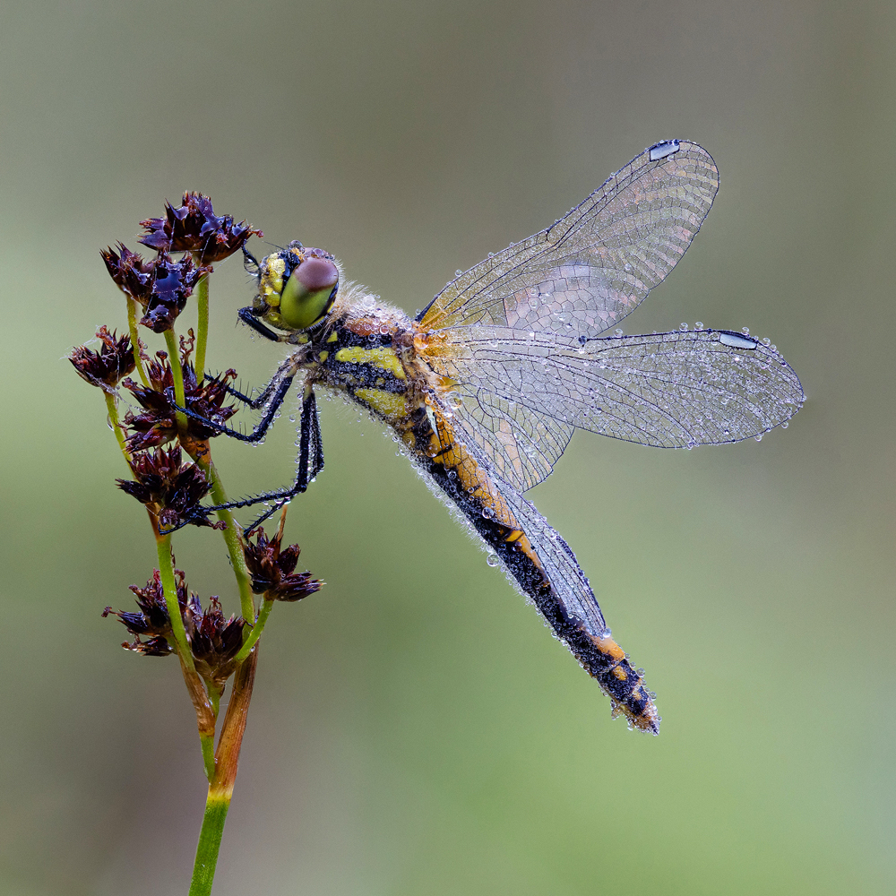 Chris Bell Black Darter In Morning Dew