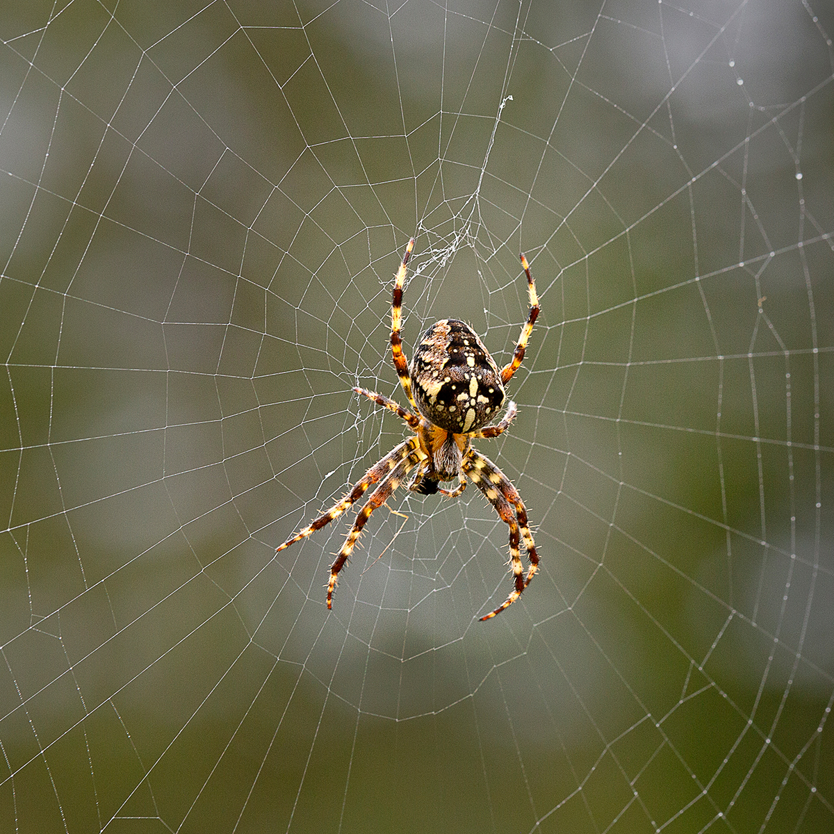 Garden Spider