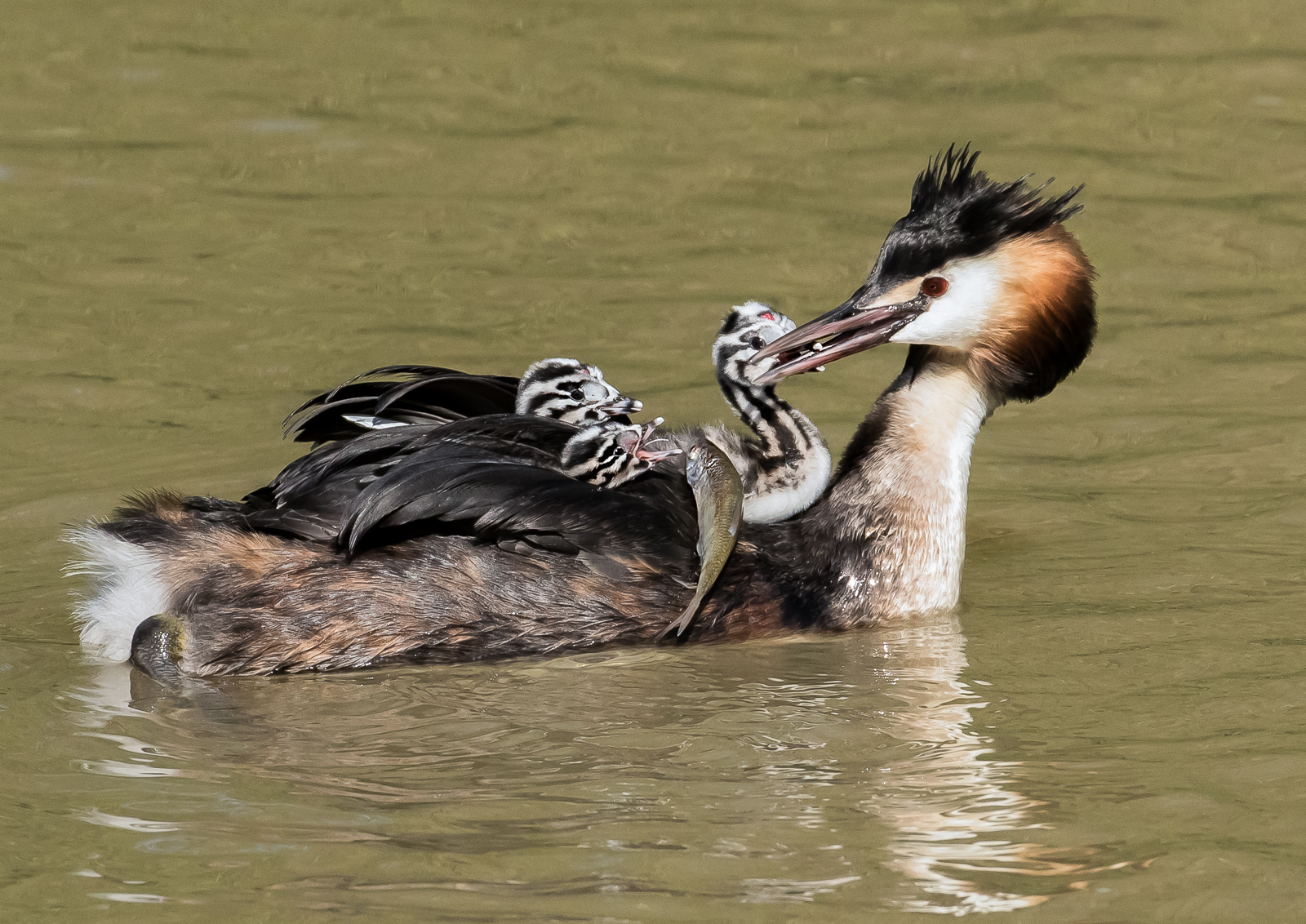 12 Grebe1feeding Chicks