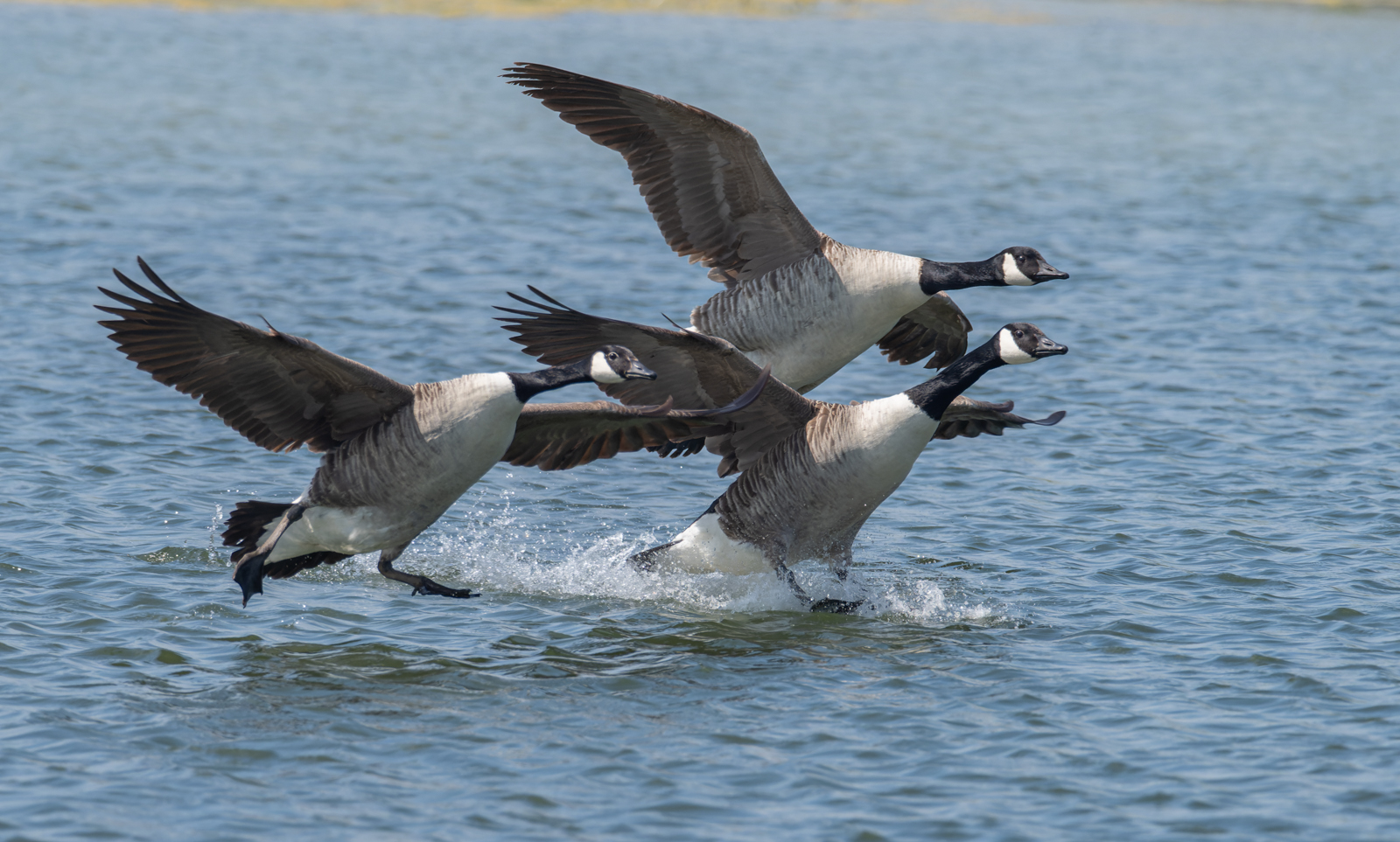 Canada Geese By Ann Miles