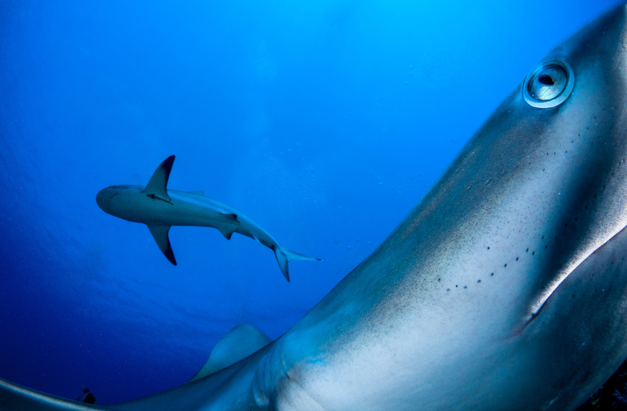 PS Caribbean Reef Sharks