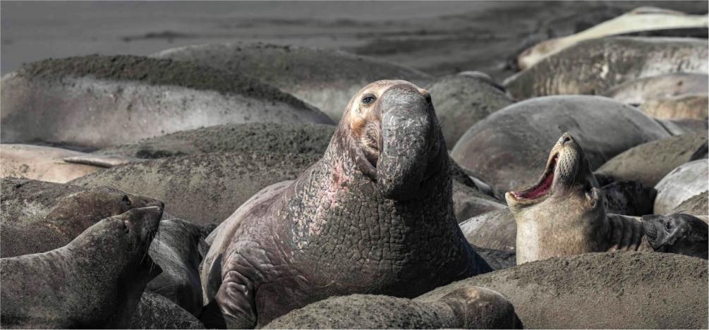Elephant Seals