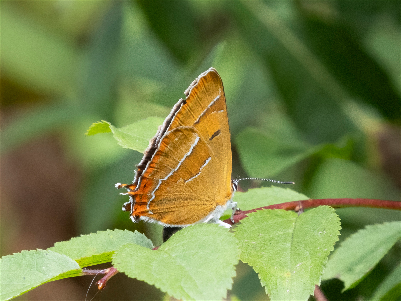 Brown Hairstreak By Neil Avery P