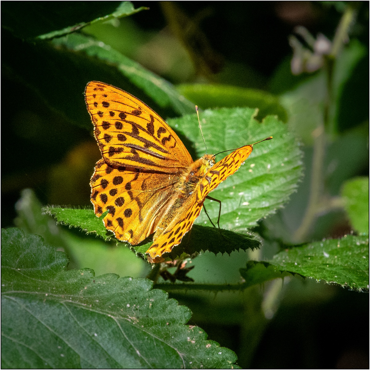 Silver Washed Fritillary By Matt Clarke