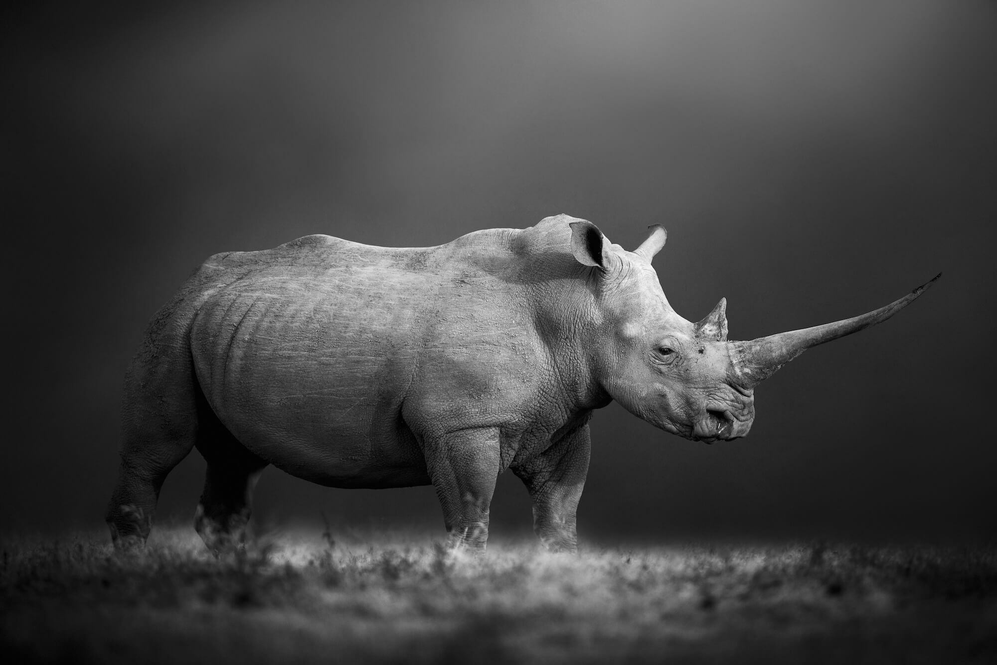 Bjorn Persson Natural Power