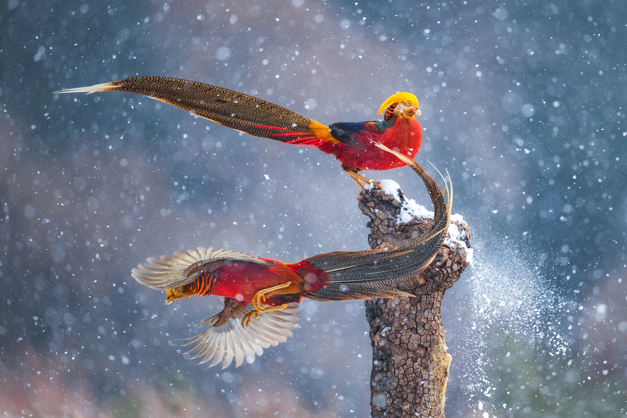 ©Qiang Guo, Wildlife Photographer Of The Year