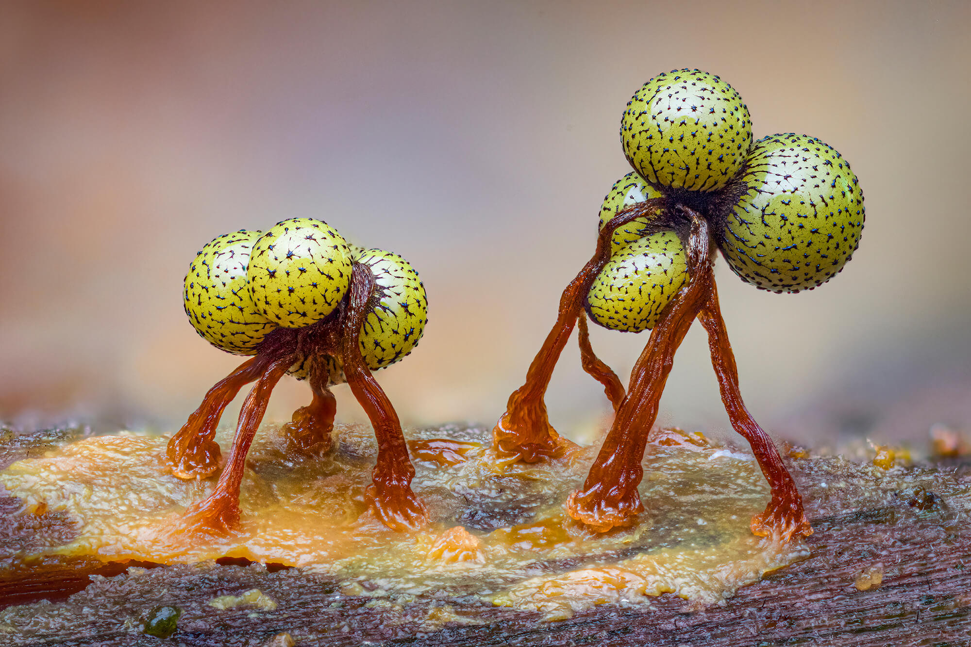 © Kutub Uddin 2
