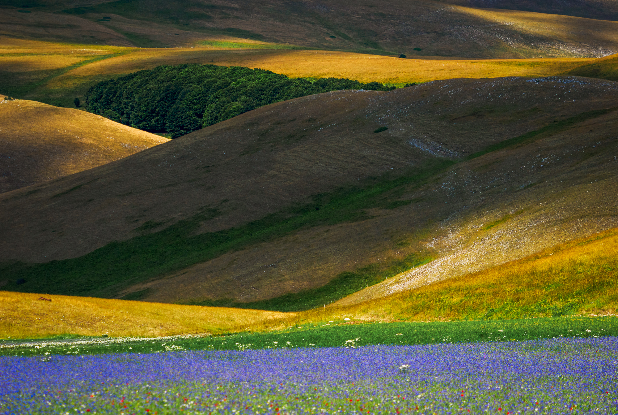 1St Sue Lambert Lrps Cpagb Cornflower Field Golden Hour