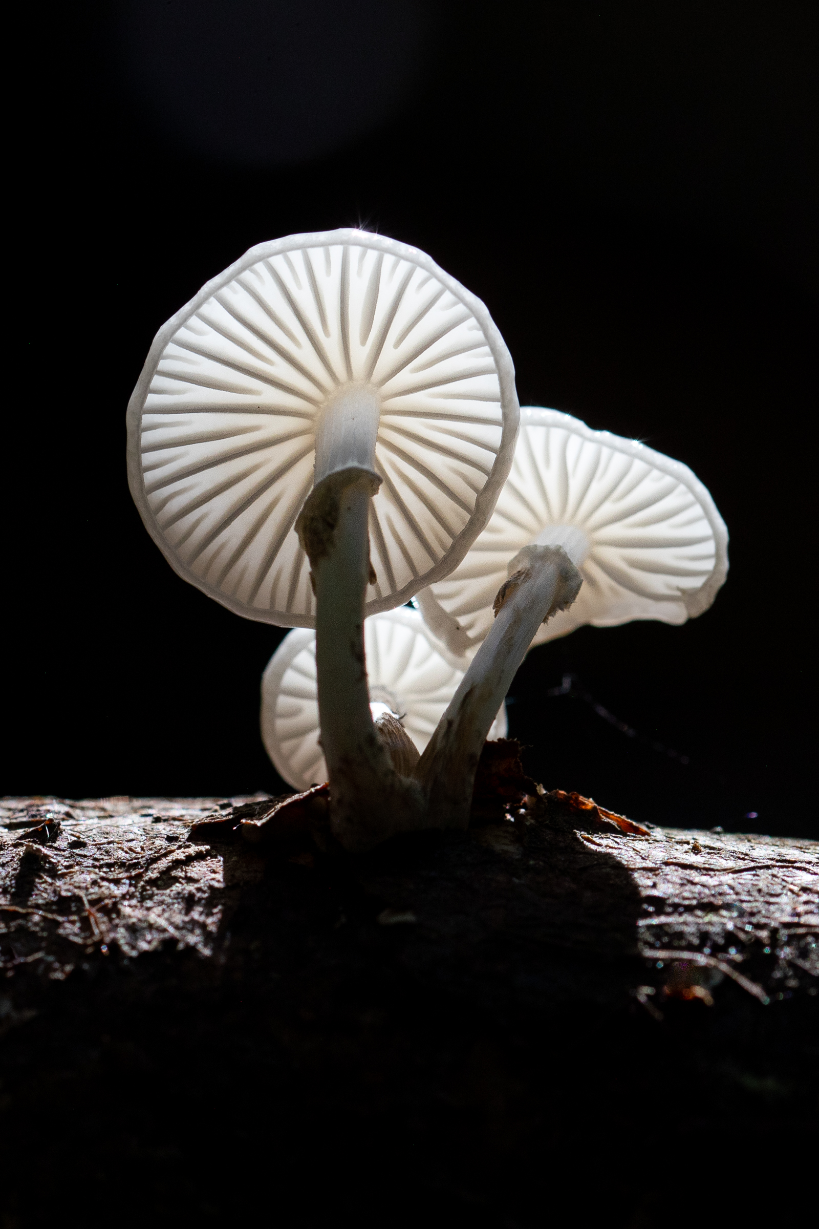 Alison RPS Day Out (2 Of 3)