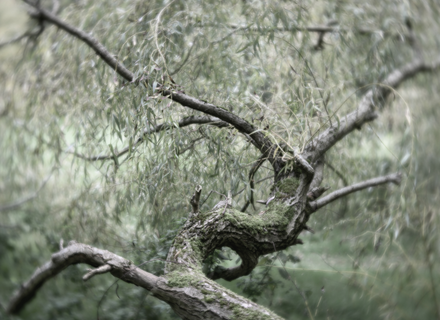 2511 Jan Harris Twist