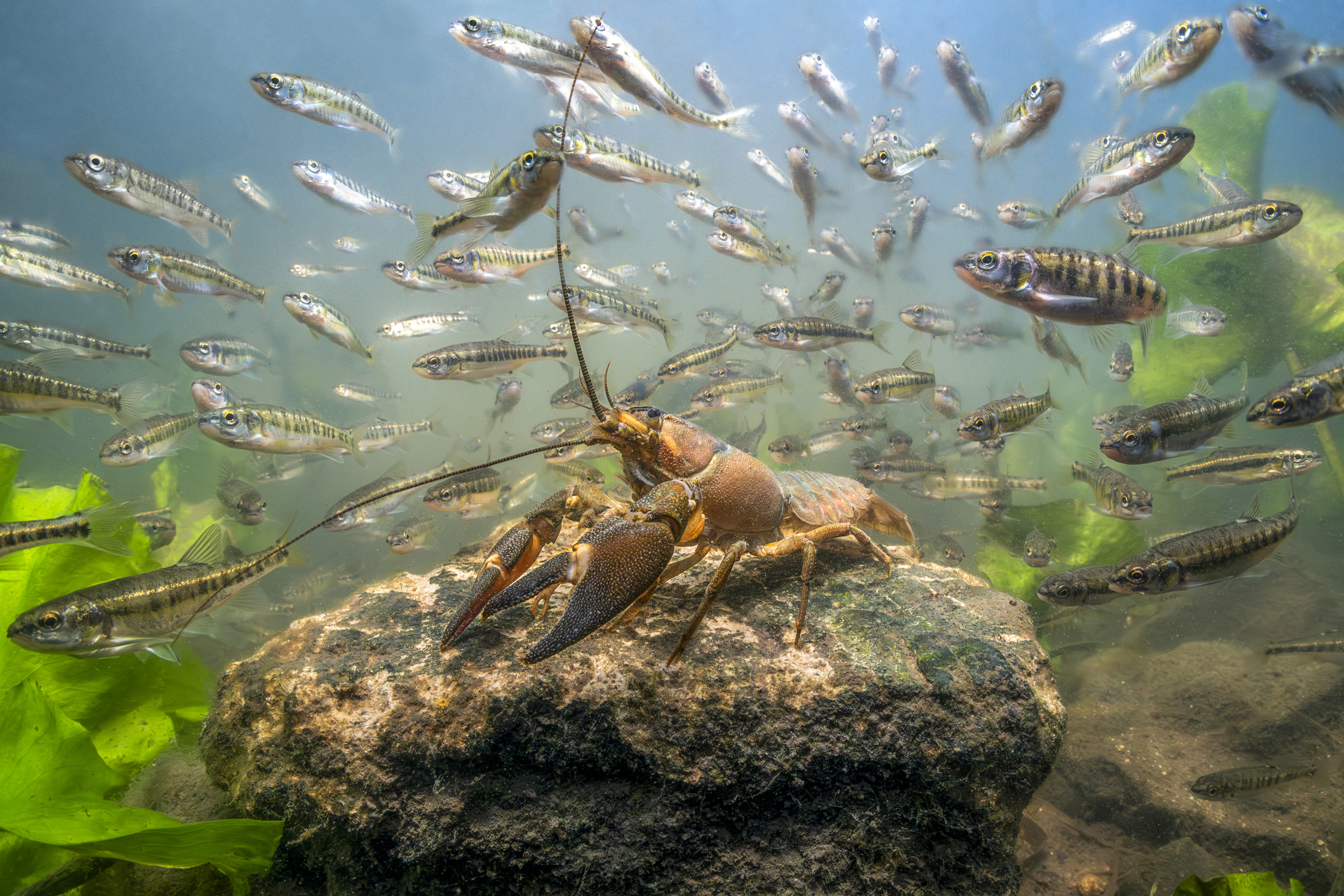 Crayfish & Minnows 1