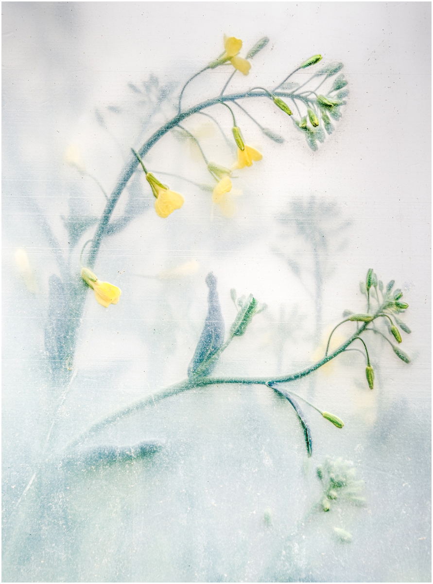 C Elegance By Jeremy O'keeffe ARPS