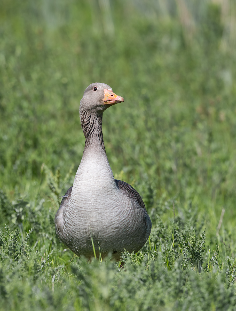 Grey Lag Goose Copy