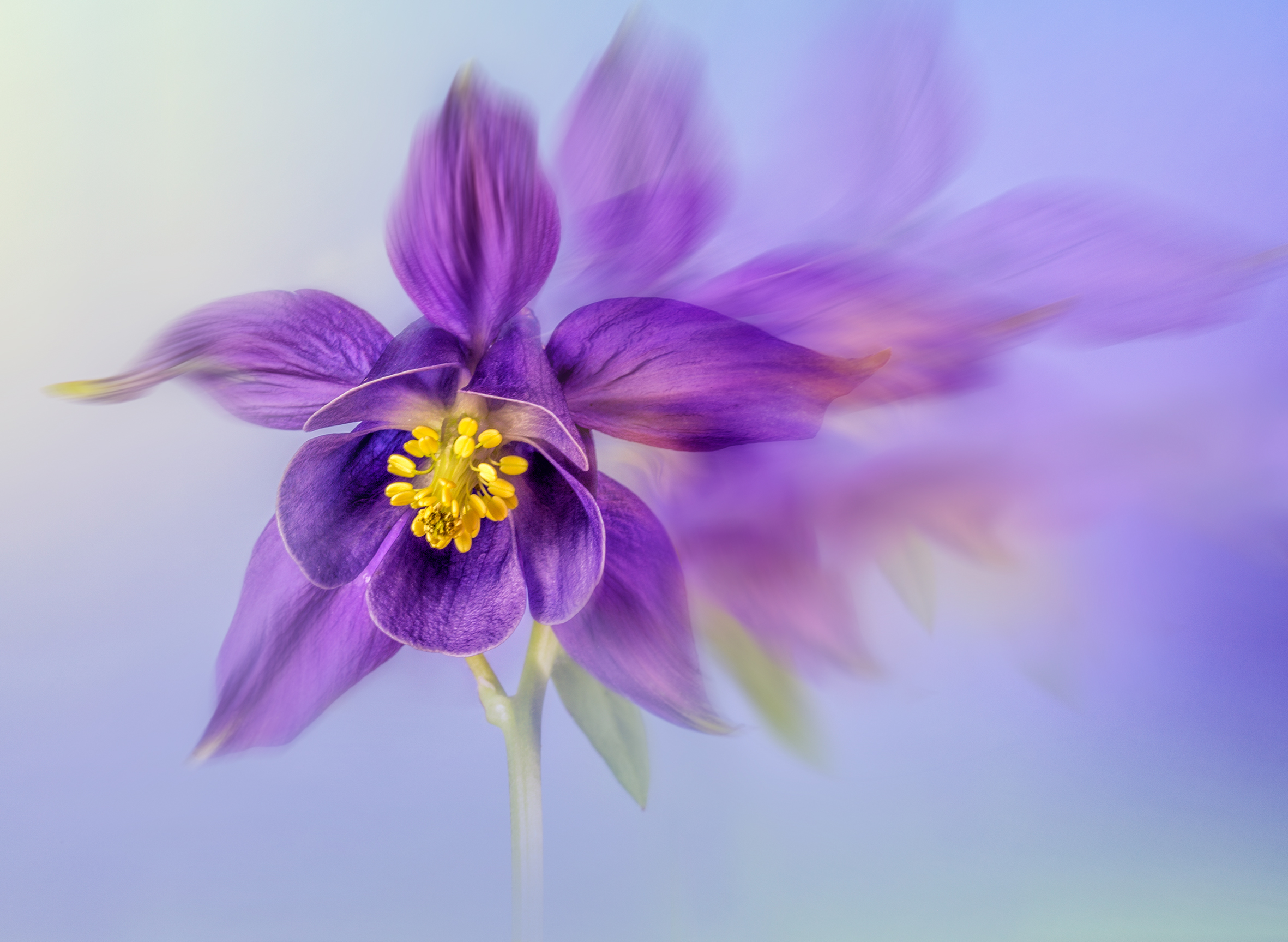 Aquilegia By John Humphrey