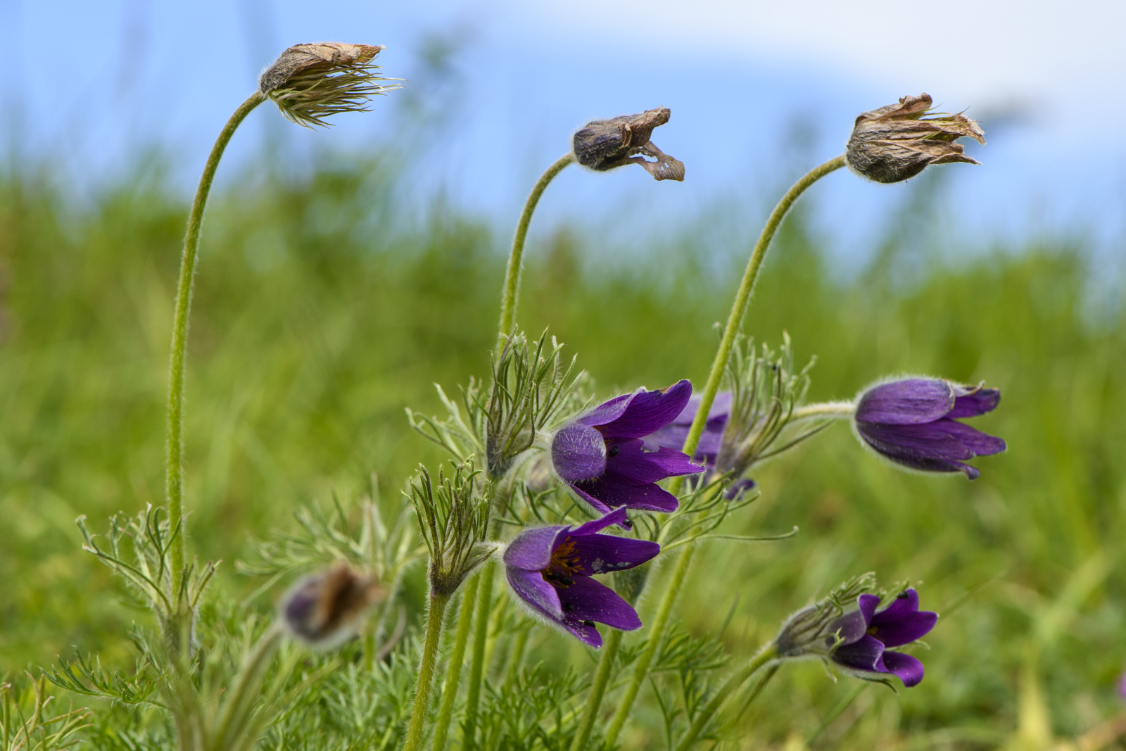 Pasqueflower By Gordon Brown