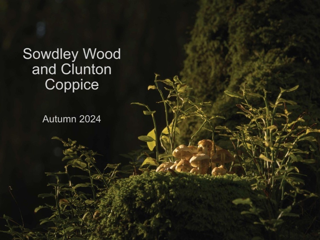 Sowdleywood