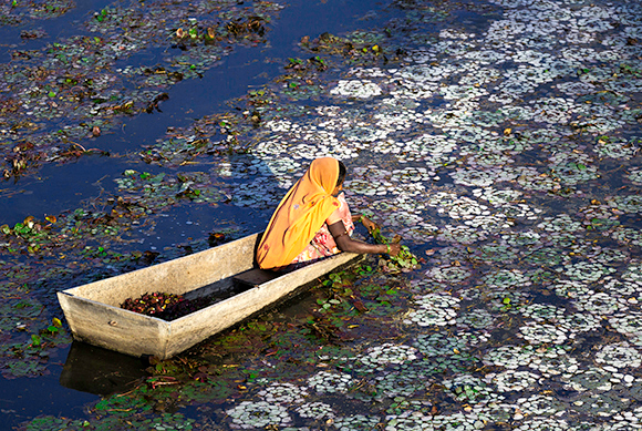 Collecting Water Chestnuts