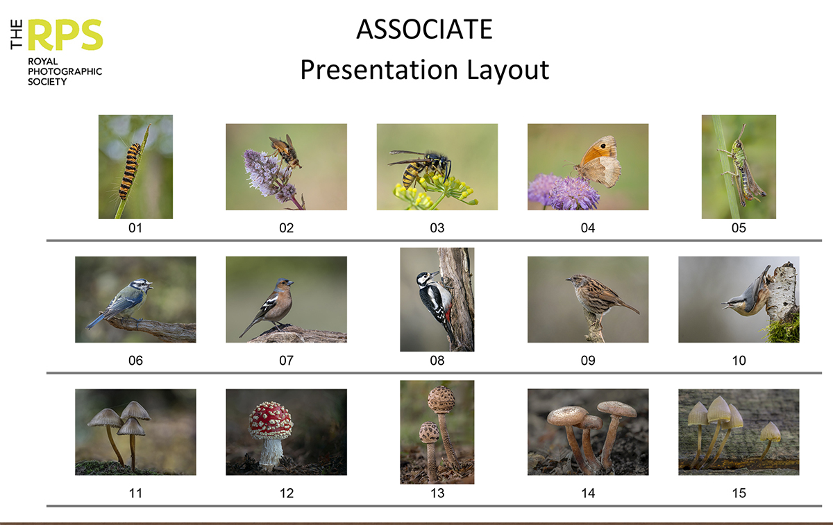 Presentation Layout Copy