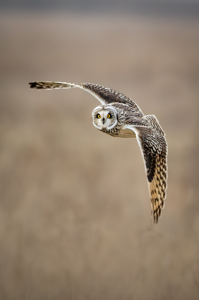 Short Eared Owl Eye Contact