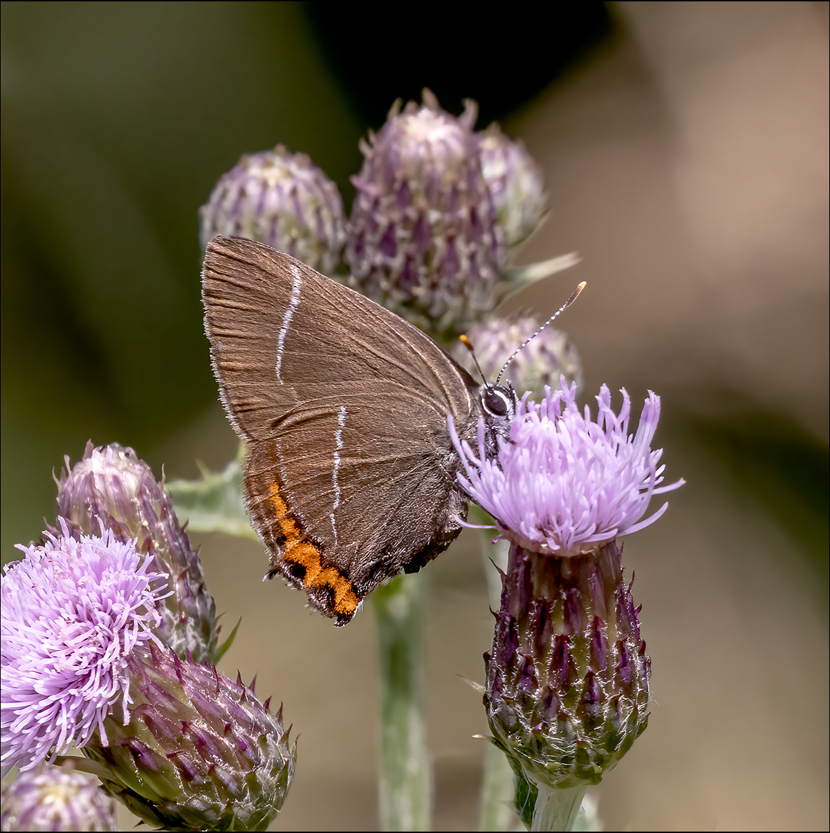 5 White Letter Hairstreak By Duncan Locke ARPS