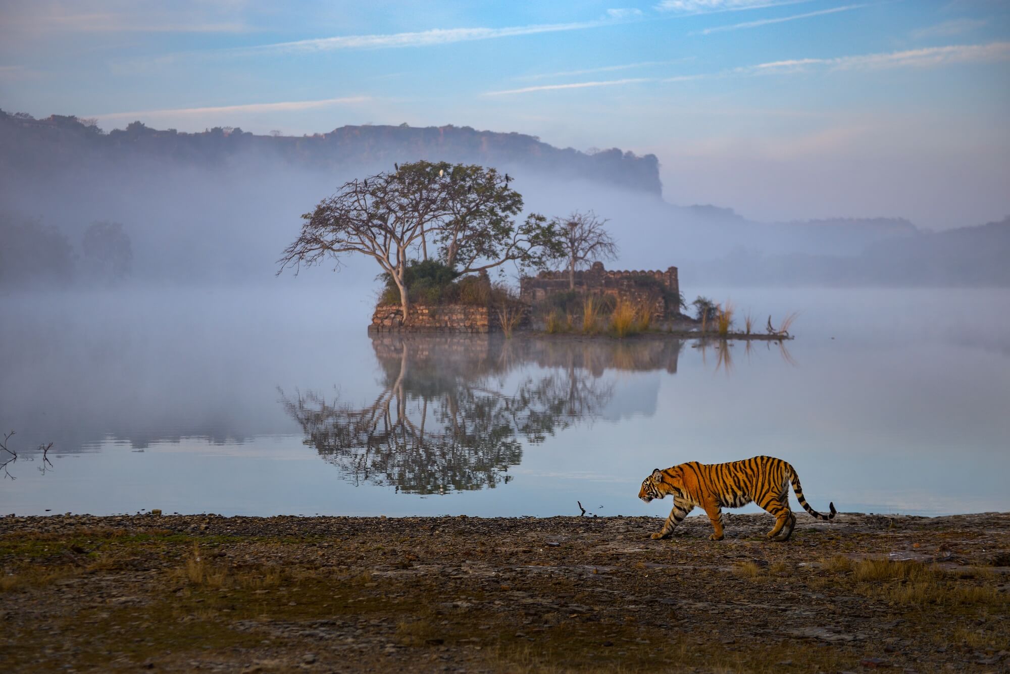 Nitish Madan Mystic Dream NMD8412 Ranthambhore