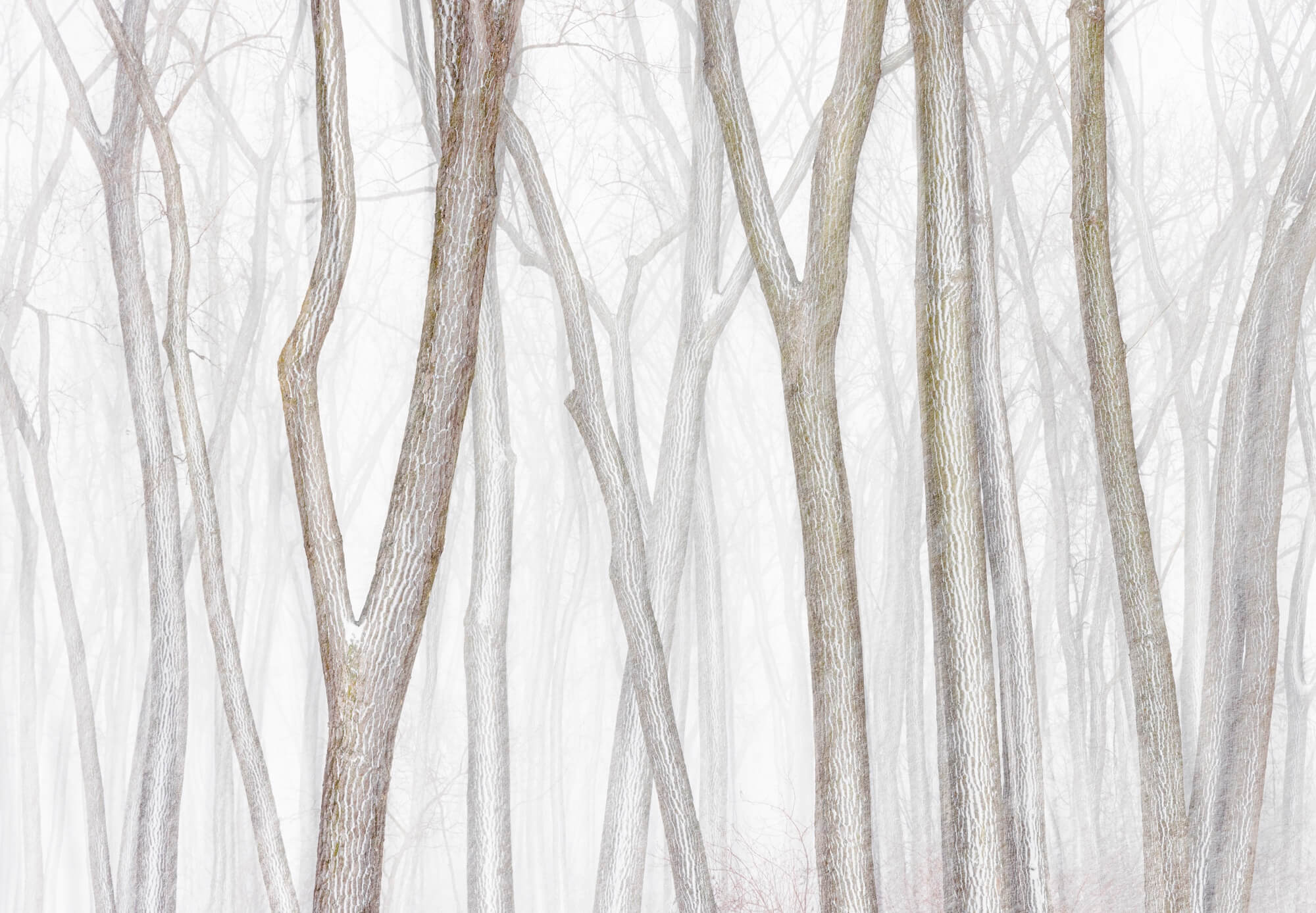 POY 1ST A ANDREW MIELZYNSKI Wintercottonwoods