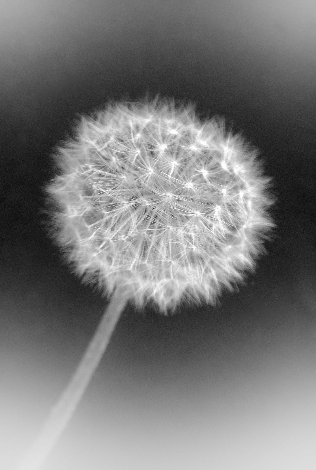 Dandelionclock2bw