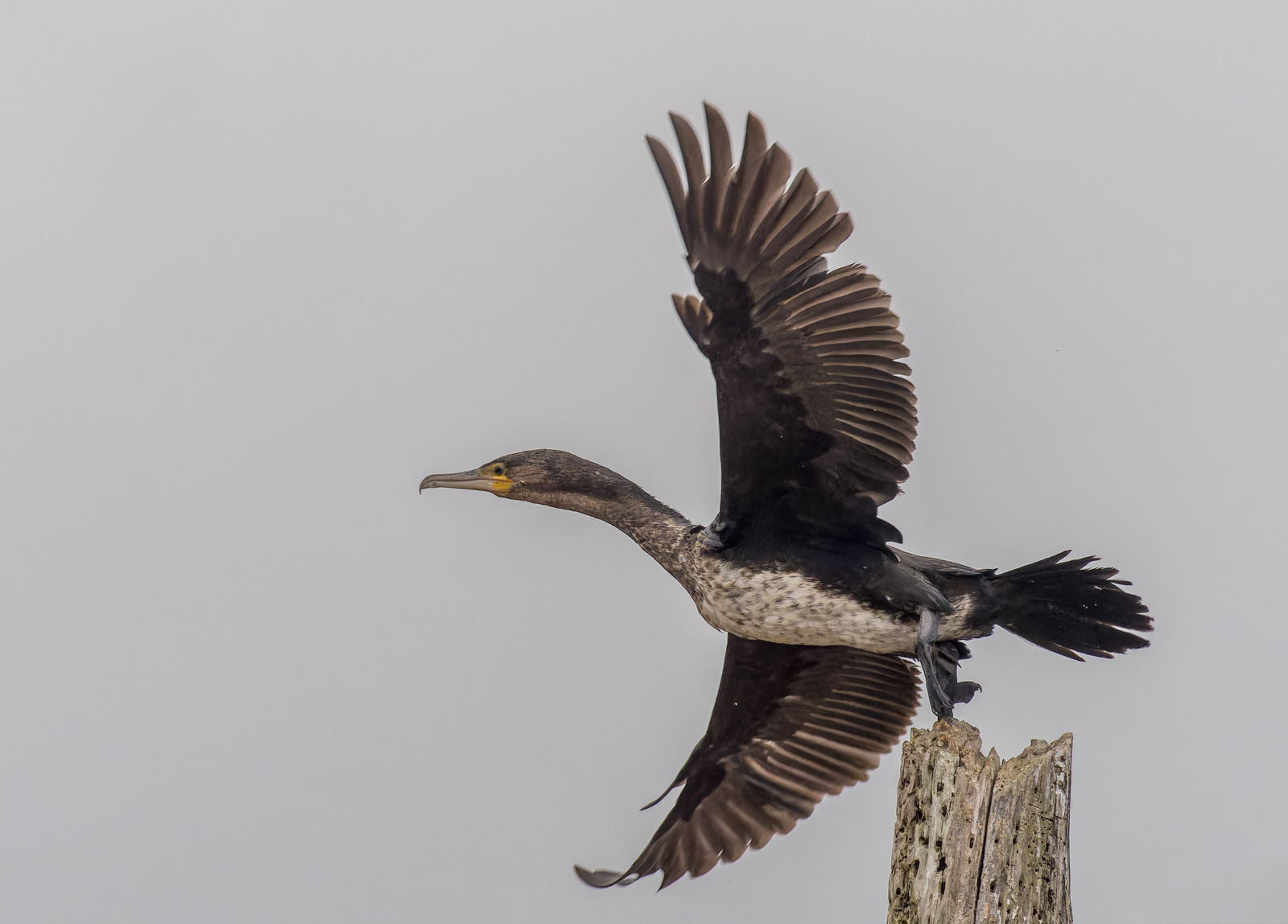 Cormorant Ann Miles