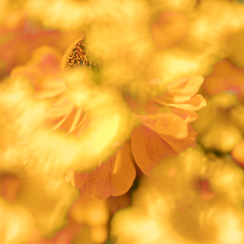 2603 Jaynesanderson Peeping Through Forweb