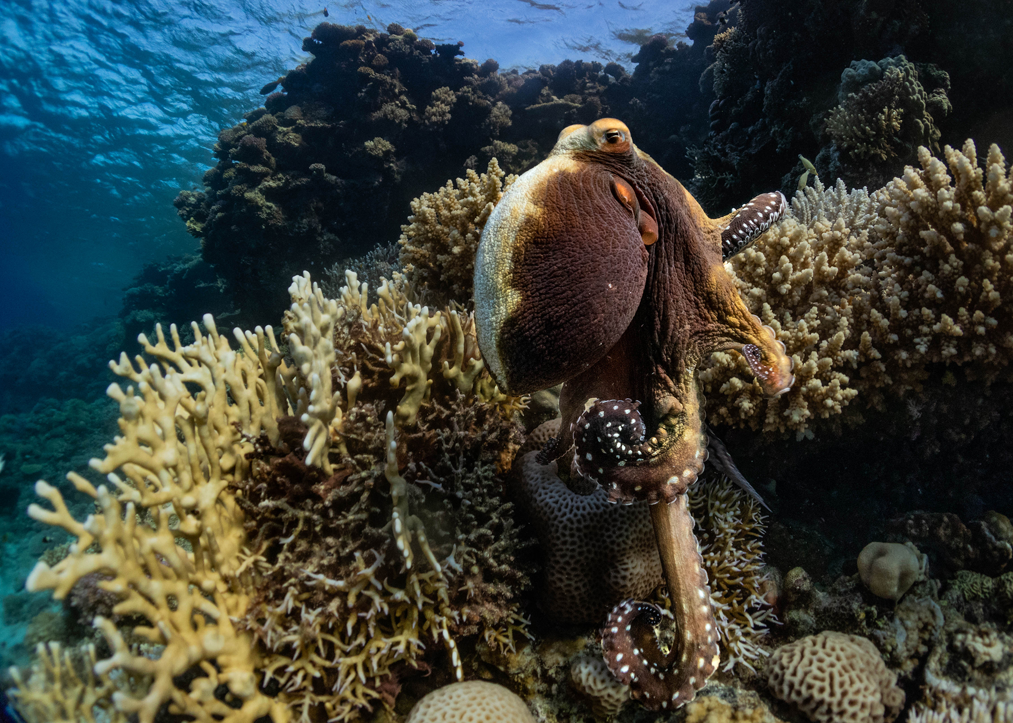 5560430 Victoria Stokes Arps What Remains 3 3