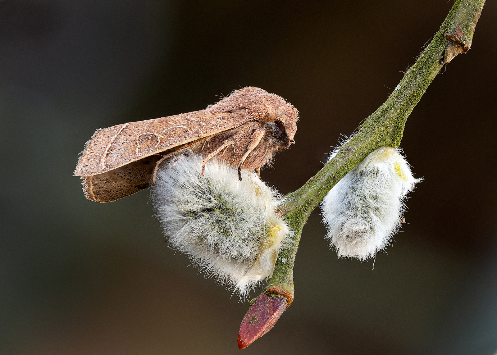 Common Quaker