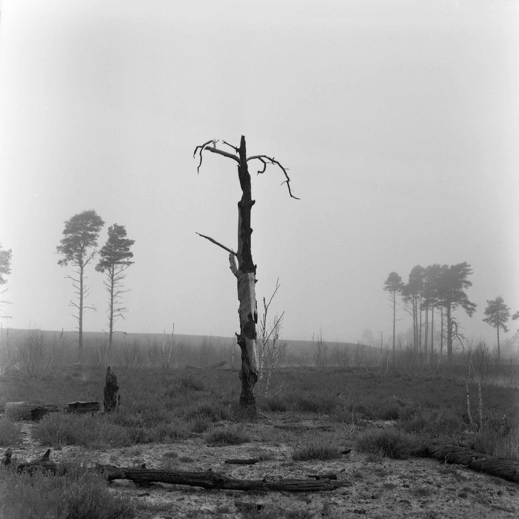 5573117 Corinne Whitehouse Corinne Whitehouse In The Line Of Fire 2