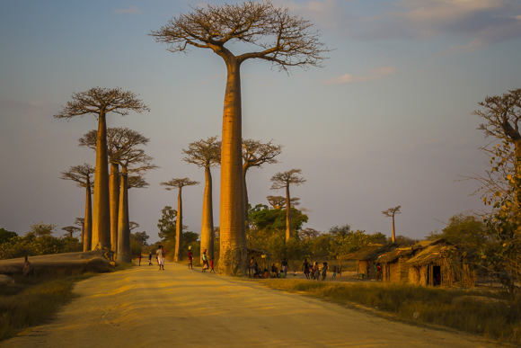 Baobab Avenue