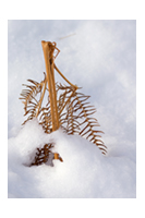 Bracken in Snow (R)